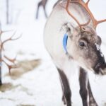 Snowmobile Safari to Lake Inari, meet & feed Reindeers, Lunch - Who Is This Tour Perfect For?