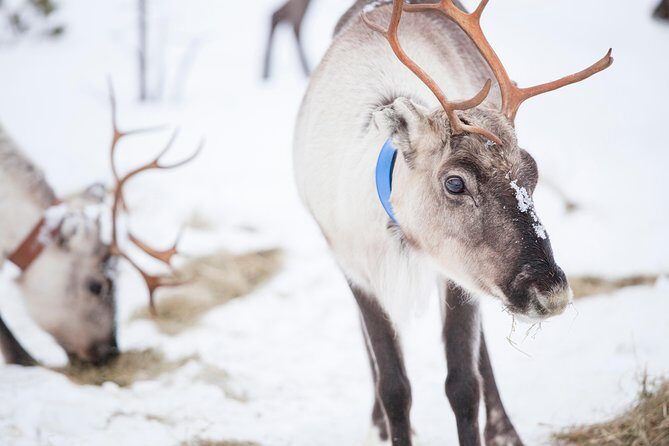 Snowmobile Safari to Lake Inari, meet & feed Reindeers, Lunch - Who Is This Tour Perfect For?