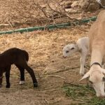 Soller Valley Private Tour and Walking in Orange Paradise - Who Will Love This Tour?