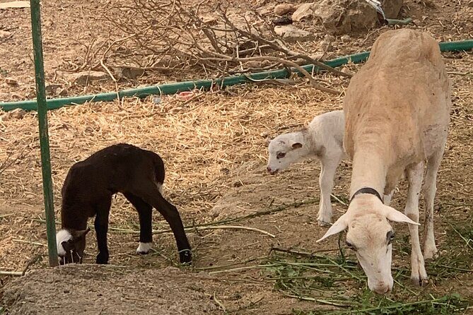 Soller Valley Private Tour and Walking in Orange Paradise - Who Will Love This Tour?