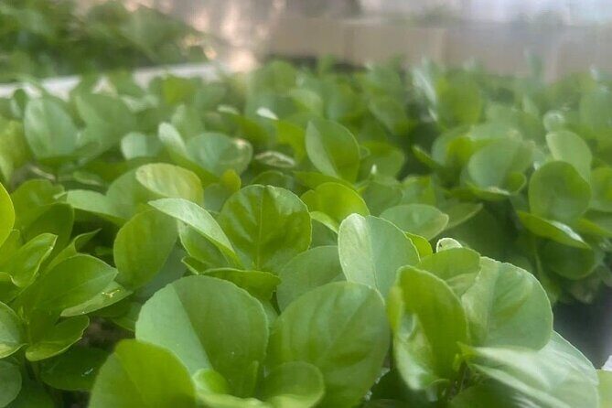 Sorrento: at the Vivaio by E-Bike with Limoncello Tasting - The Experience: What Travelers Say