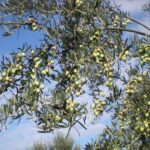 Sorrento Farm and Food Experience including Olive Oil, Limoncello, Wine tasting - What Makes This Tour Special?