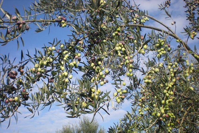 Sorrento Farm and Food Experience including Olive Oil, Limoncello, Wine tasting - What Makes This Tour Special?