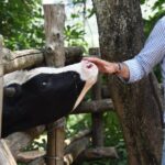 Sorrento Farm Experience: Wine Tasting, Pizza and Cheese Making - The Sum Up