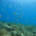 South of Tenerife : DSD Scuba Diving for beginners, Adeje - Final Thoughts