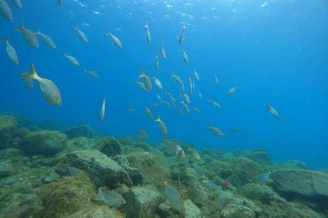 South of Tenerife : DSD Scuba Diving for beginners, Adeje - Final Thoughts