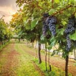 Special Chianti Afternoon Wine Tour from Florence - Who Will Love This Tour?