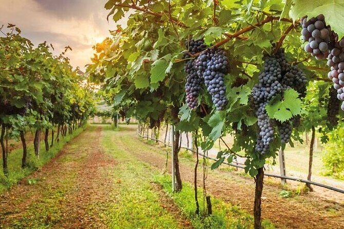 Special Chianti Afternoon Wine Tour from Florence - Who Will Love This Tour?