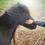 Spectacular South Coast Iceland Private Tour from Reykjavik - Practical Considerations