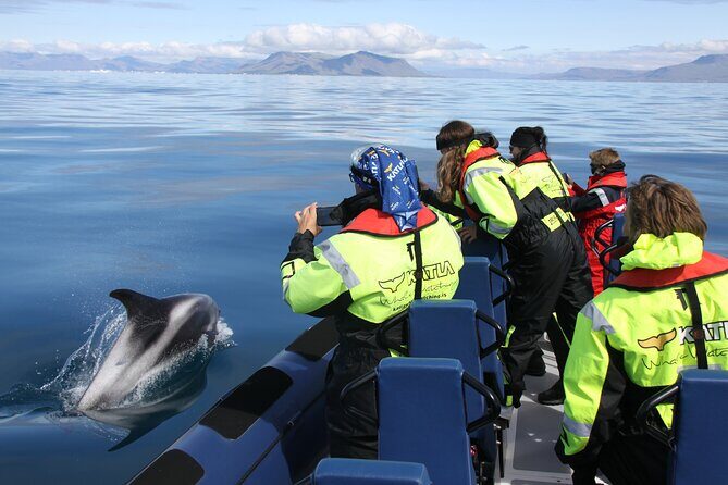 Speedboat Whale Watching Small-Group Tour in Reykjavik - The Real Value of This Tour