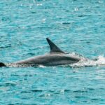 Split: Blue Lagoon & 3 Island Cruise with Wine & Snorkeling - The Itinerary in Detail