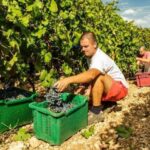 Split or Trogir: Krka Waterfalls & Wine and Food tasting - Who Should Consider This Tour?