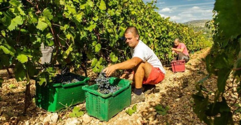 Split or Trogir: Krka Waterfalls & Wine and Food tasting - Who Should Consider This Tour?