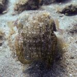 SSI Open Water, South Tenerife - Final Thoughts: Who Is This Tour Best For?