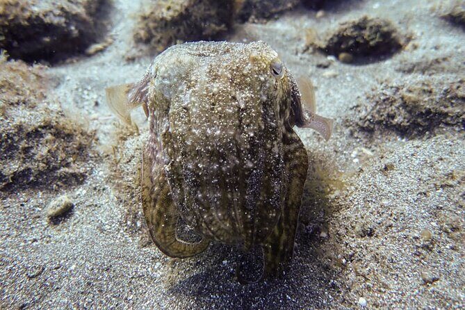 SSI Open Water, South Tenerife - Final Thoughts: Who Is This Tour Best For?