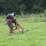 stag dog chase Krakow prank - The Ins and Outs of the Krakow Dog Chase Prank