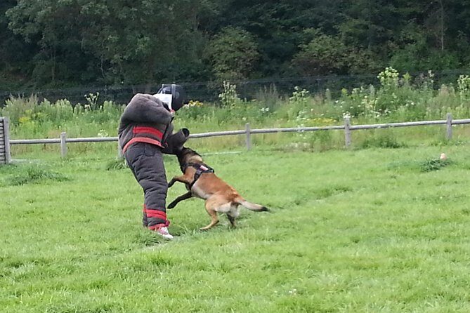 stag dog chase Krakow prank - The Ins and Outs of the Krakow Dog Chase Prank