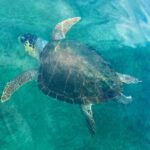 Stand-up Paddleboard Lazareta Experience Chania Crete (tour) - The Sum Up