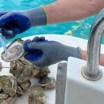 Ston bay boat ride & oystery & wine tour from Dubrovnik - What We Loved About This Tour