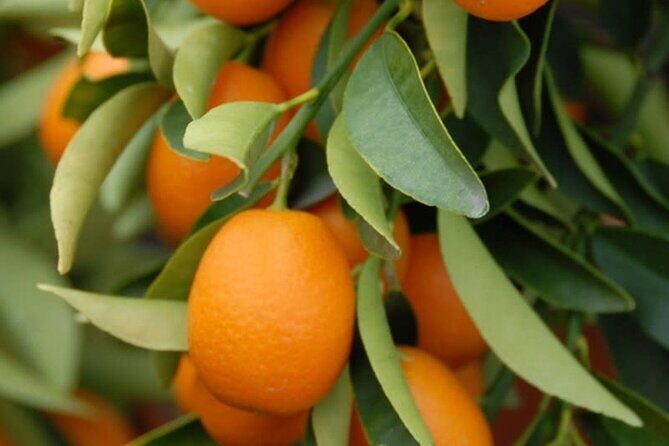 Stories of Food and Culture in the Old Town of Corfu - Who Is This Tour Best For?