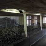 Stutthof Concentration Camp Regular Tour from Gdansk - Final Reflection