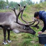 Summer Traditional Reindeer Farm Tour in Rovaniemi - The Value of the Experience