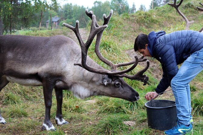 Summer Traditional Reindeer Farm Tour in Rovaniemi - The Value of the Experience