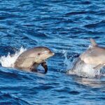 Sunrise Boat Trip in Mallorca with Dolphin-Watching - Who Would Love This Tour?