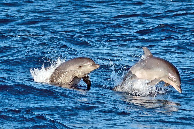 Sunrise Boat Trip in Mallorca with Dolphin-Watching - Who Would Love This Tour?