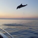 Sunrise Dolphins & Fishermen at Work speedboat tour in Rovinj - The Practical Side — Transportation, Timing, and Group Size