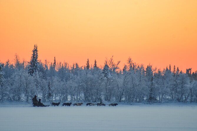 Sunrise Zen Husky Tour (10:00 to 13:00 - sitting on the sled) - Practical Tips & Considerations