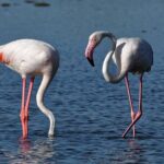 Sunset among flamingos in the Ebro Delta - The Itinerary in Detail