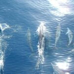 Sunset Dolphin Watching Boat Tour from Vrsar - A Closer Look at the Experience