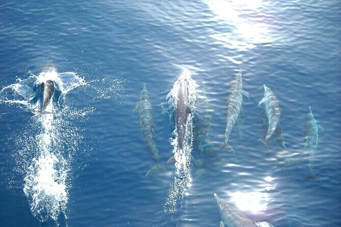 Sunset Dolphin Watching Boat Tour from Vrsar - A Closer Look at the Experience