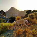 Sunset Hike & Summit Sierra Nevada with pup - Who This Tour Is Perfect For
