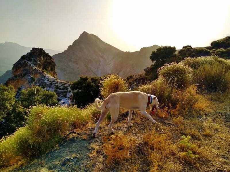 Sunset Hike & Summit Sierra Nevada with pup - Who This Tour Is Perfect For
