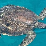 SUNSET LUXURY YACHT from Protaras - Cypriot Dinner - 1 free drink - FAQ