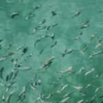 Sunset panorama & swimming with a fishes - The Experiences Strengths & Possible Limitations