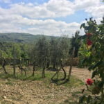 Sunset VIP Chianti wine tour - Who Will Love This Tour?