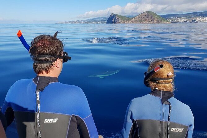 Swimming with Dolphins in Terceira Island - Who Will Love This Tour?