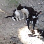 Syracuse's Archaeological Park Private Walking Tour - Authentic Insights from Past Participants