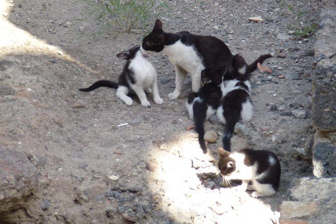 Syracuse's Archaeological Park Private Walking Tour - Authentic Insights from Past Participants