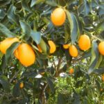 Taste of Corfu Town - Who Is This Tour Best For?