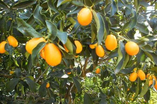 Taste of Corfu Town - Who Is This Tour Best For?