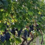 TASTE OF MONTENEGRO - Gastro Tour of Montenegrian Wine and food - Authenticity and Quality: What Travelers Say