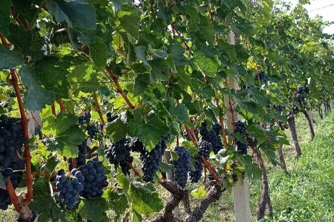 TASTE OF MONTENEGRO - Gastro Tour of Montenegrian Wine and food - Authenticity and Quality: What Travelers Say