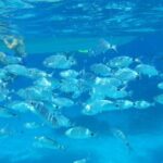 Tavolara and Molara Snorkeling with Guide - Practical Tips for Booking and Preparing