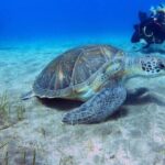 Tenerife: Abades Beach Beginner Diving Experience - The Itinerary in Detail