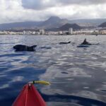 Tenerife by Kayak Adventure in small group - Who Should Book This Tour?