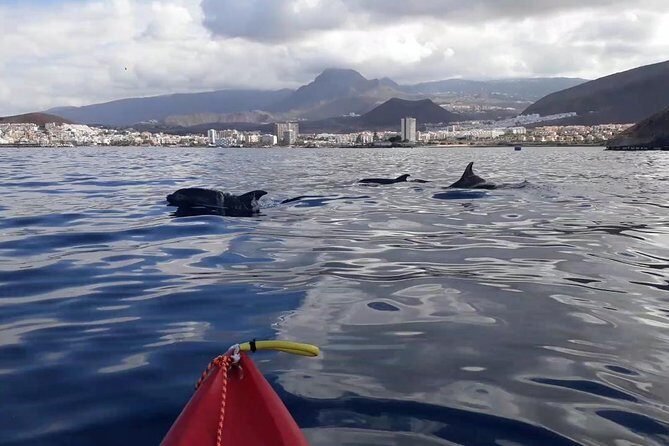 Tenerife by Kayak Adventure in small group - Who Should Book This Tour?